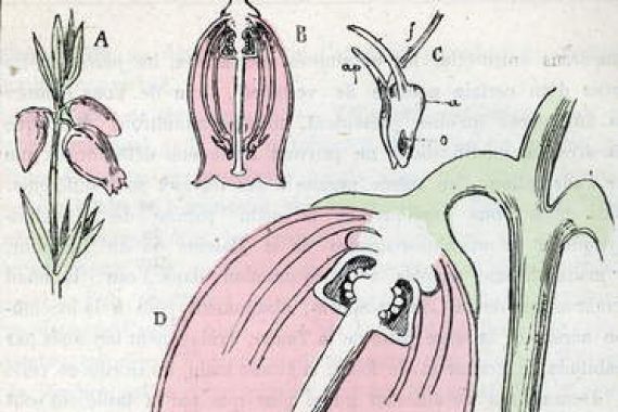 Alphonse Demarle