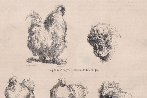 Charles Emile Jacque/Tamisier