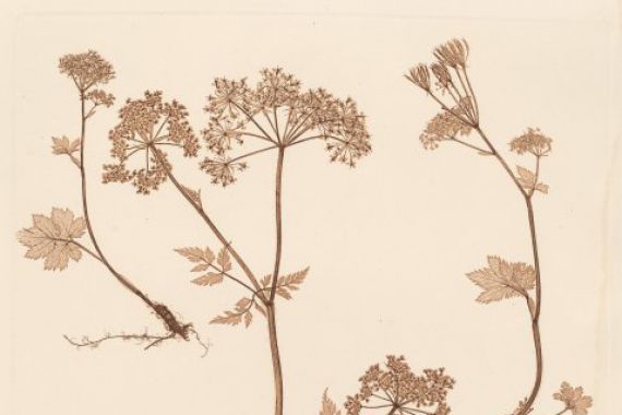 Constetin von Ettinghausen and Alois Pokorny