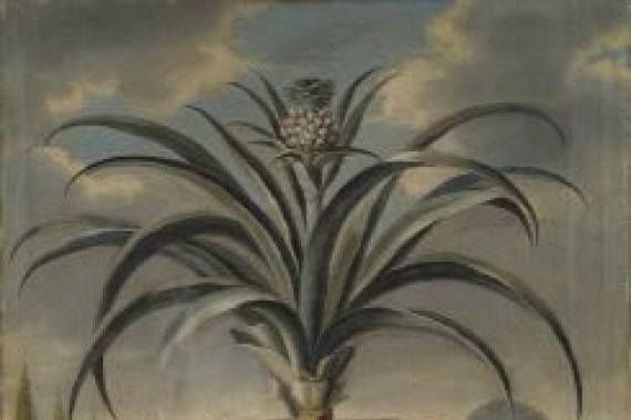 David von Coln