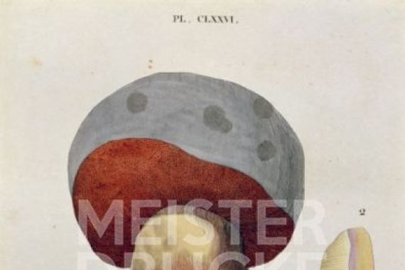 Fossier