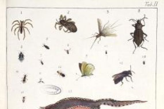 Georges Cuvier