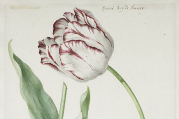 Jan Laurensz. van der Vinne