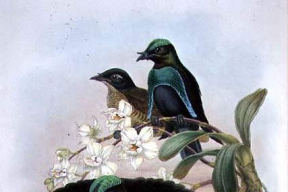John & Hart William (1823-1894) (after) Gould