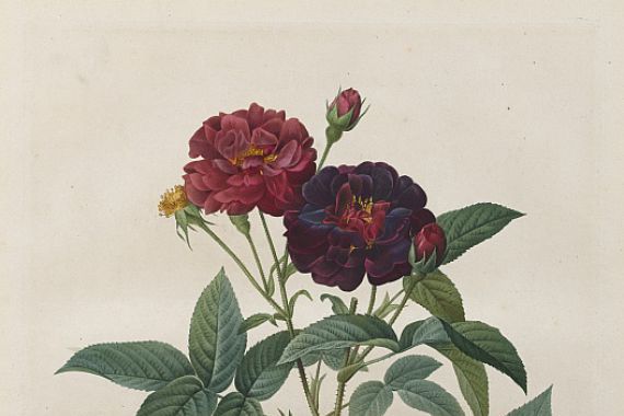 Langlois
