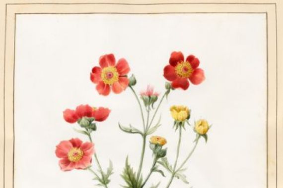 Louise DOrleans
