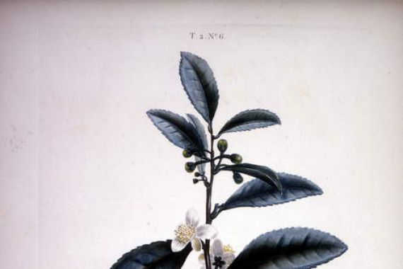 Pierre Joseph (after) Redoute