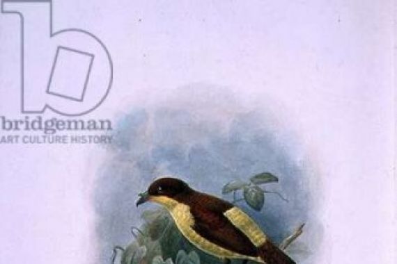 W. and Keulemans Hart