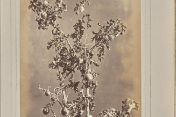 W. de Bray
