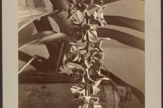 William Louis Henry Skeen
