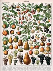 Ilustrace ovocných odrůd, cca 1905-10 (barevné lito)