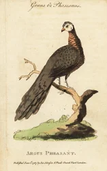 Bažant velký, Argusianus argus