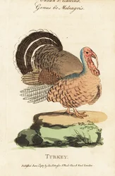 Turecko, Meleagris gallopavo