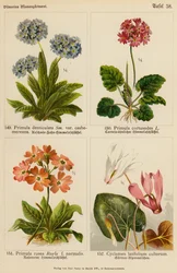 Primula Denticulata, Primula Cortusodes, Primula Rosea, Cyclamen Latifolium Cultorum (barevná litografie)
