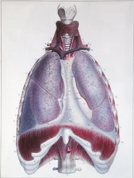 Anatomie plic, z 