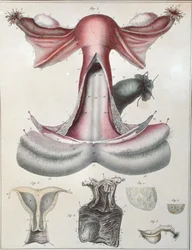 Anatomie dělohy, z 