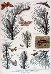 Škodlivý hmyz: motýli a moli, kteří poškozují borovice, 1897