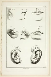 Design: Facial Anatomy z Encyclopédie
