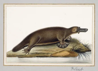 Platypus kachnozobý