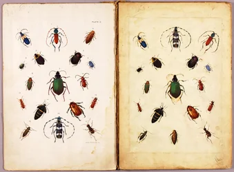 HMYZ - Barevní brouci, krajina, studijní složka pro knihu Concealing Coloration in the Animal Kingdom