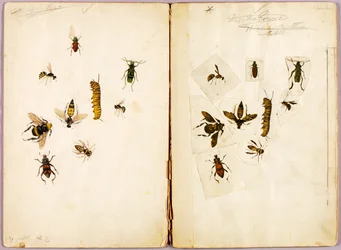 Hmyz - kolorovaný, studijní složka pro knihu Concealing Coloration in the Animal Kingdom