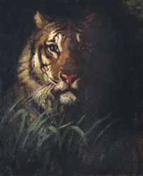 Tygří hlava, ca. 1874.