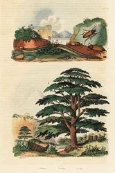 Libanonský cedr, dvouřadí ceciliáni a klikatí brouci.,1834-1839 (rytina)