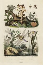 Chaser, skimmer a lišejníky., 1834-1839 (rytina)