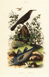 Křováček šedohlavý a černý kardinálovník