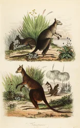 Klokan červený, Macropus rufus (dole), klokan šedý východní, Macropus giganteus (vpravo nahoře) a klokan tmavý, Thylogale brunii (vlevo nahoře)