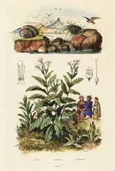 Mořští šneci a rostlina tabáku. ,1834-1839 (rytina)
