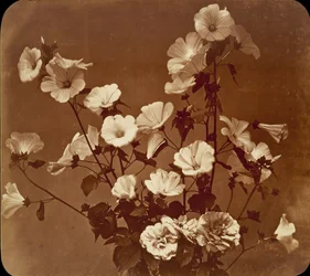 [Květinová studie, Rose of Sharon], ca. 1854.