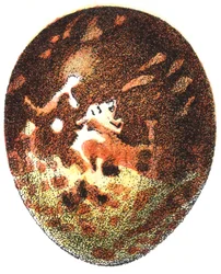 Vejce káně medonosné (Pernis apivorus), 1923