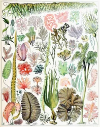 Ilustrace řas a mořských řas c.1923