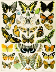 Ilustrace motýlů a můr c.1923 (litho)