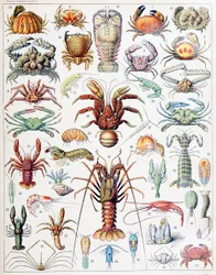 Ilustrace korýšů c.1923