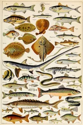 Ilustrace jedlých ryb, kolem roku 1923