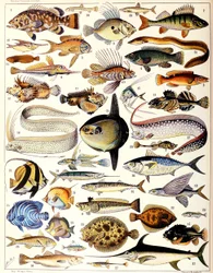 Ilustrace mořských ryb c.1923