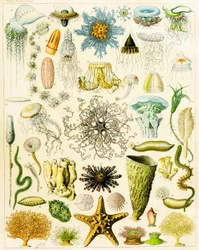 Ilustrace mořských organismů c.1923
