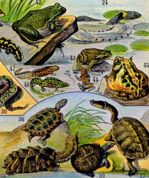 Ilustrace plazů a obojživelníků c.1923