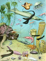 Ilustrace hlubinného ekosystému c.1923