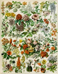 Ilustrace kvetoucích rostlin c.1923