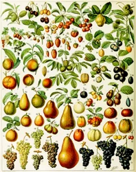 Ilustrace ovoce c.1923