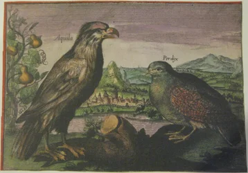 Orel a koroptev, Iconotheca Valvasoriana