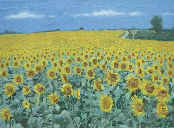 Pole slunečnic, 2002