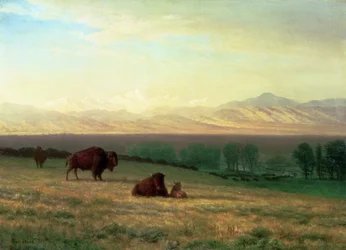 Bizoni na pláních, kolem roku 1890