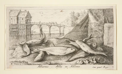 Alburnus. Schopnosti nebo Schopnosti