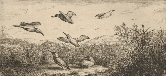 Alcedo, Martin-pescheur Ledňáček: Livre d