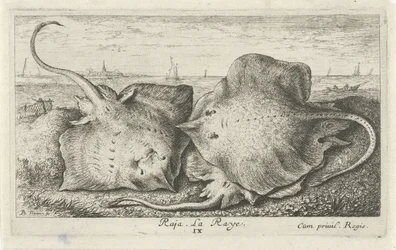 Tři paprsky na pláži rádža. La Raye. (název na objektu) Ryby a další mořští tvorové - slaná voda druhá série (název série) Poissons de mer (název série)