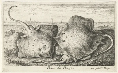Tři paprsky na pláži rádža. La Raye. (název na objektu) Ryby a další mořští tvorové - slaná voda druhá série (název série) Poissons de mer (název série)